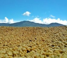 他の写真1: コスタリカ・サンフランシスコ農園カソナ500g