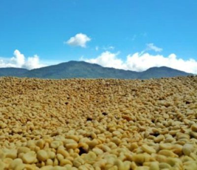 画像1: コスタリカ・サンフランシスコ農園カソナ500g